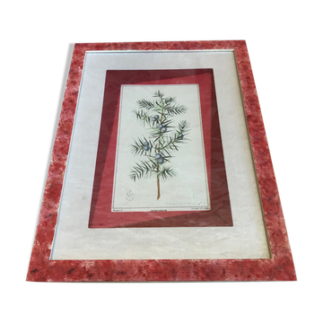 Old Botanical Board GENEVRIER + Fabric Bottom + Vintage RoseWood Frame