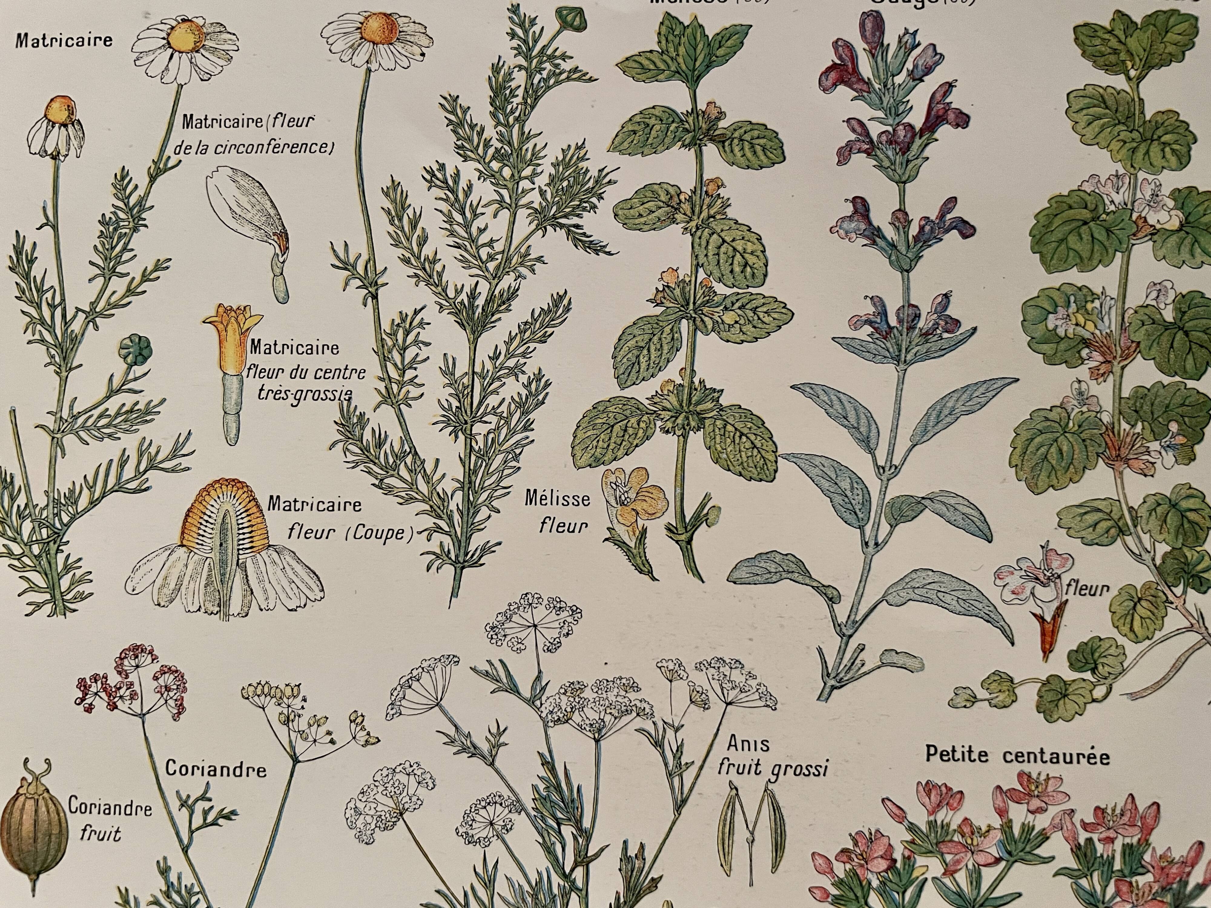 Illustrated plate on digestive plants - 1950