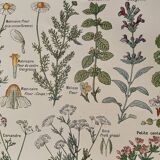 Planche illustrée sur les plantes digestives - 1950