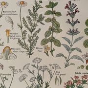 Illustrated plate on digestive plants - 1950