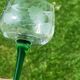 Antique engraved glasses