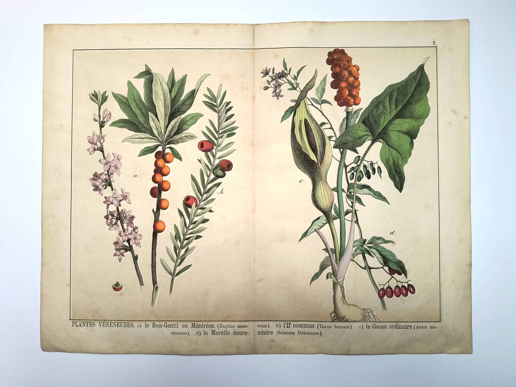 Botanical engraving from 1870 - Bois-Gentil and Yew - Lithograph of a plant