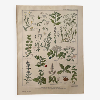 Lithographie plantes médicinales (XXV) Cerfeuil Sauge Melisse - 1920