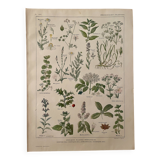 Lithographie plantes médicinales (XXV) Cerfeuil Sauge Melisse - 1920
