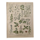 Lithographie plantes médicinales (XXV) Cerfeuil Sauge Melisse - 1920