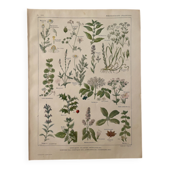 Lithographie plantes médicinales (XXV) Cerfeuil Sauge Melisse - 1920