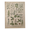 Lithographie plantes médicinales (XXV) Cerfeuil Sauge Melisse - 1920