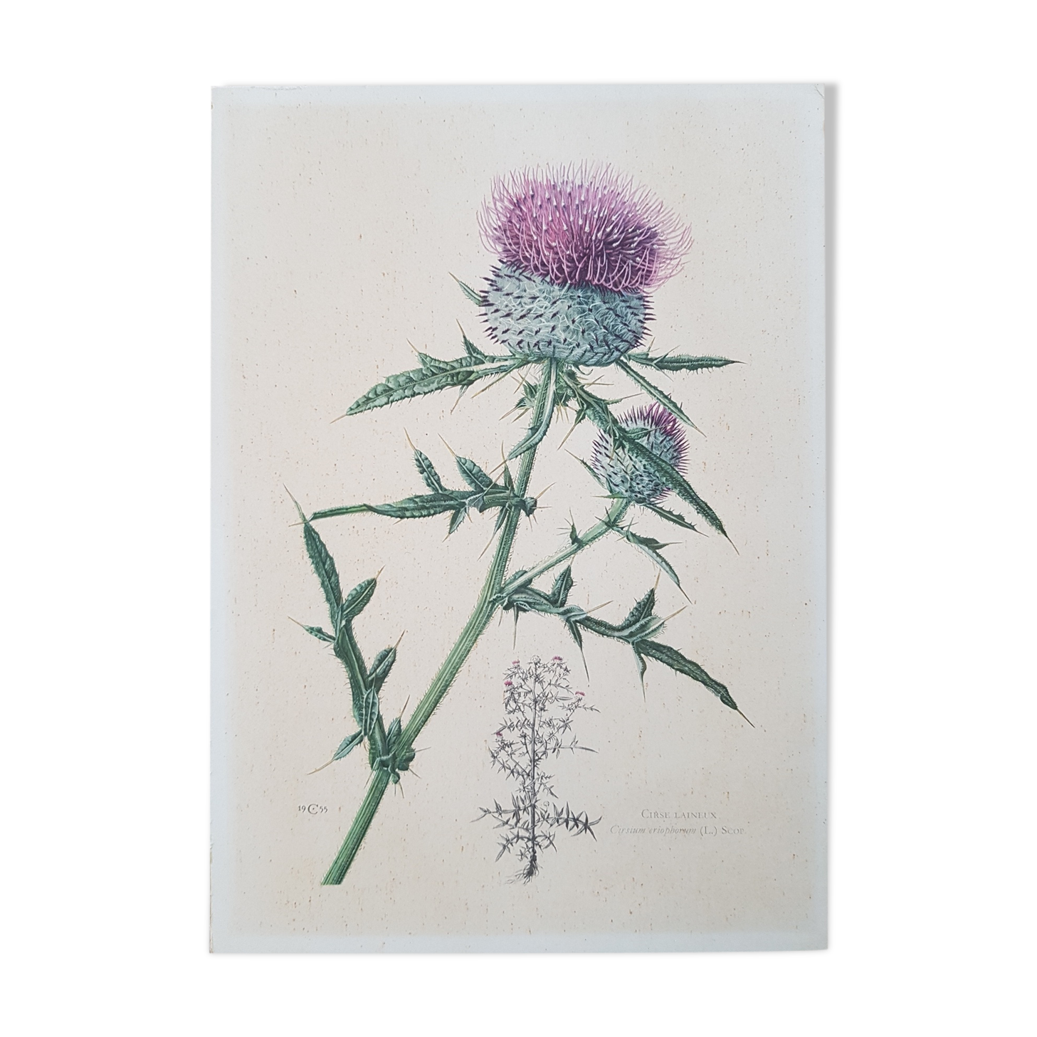 Former plank botanical poster drawing thistle 1955