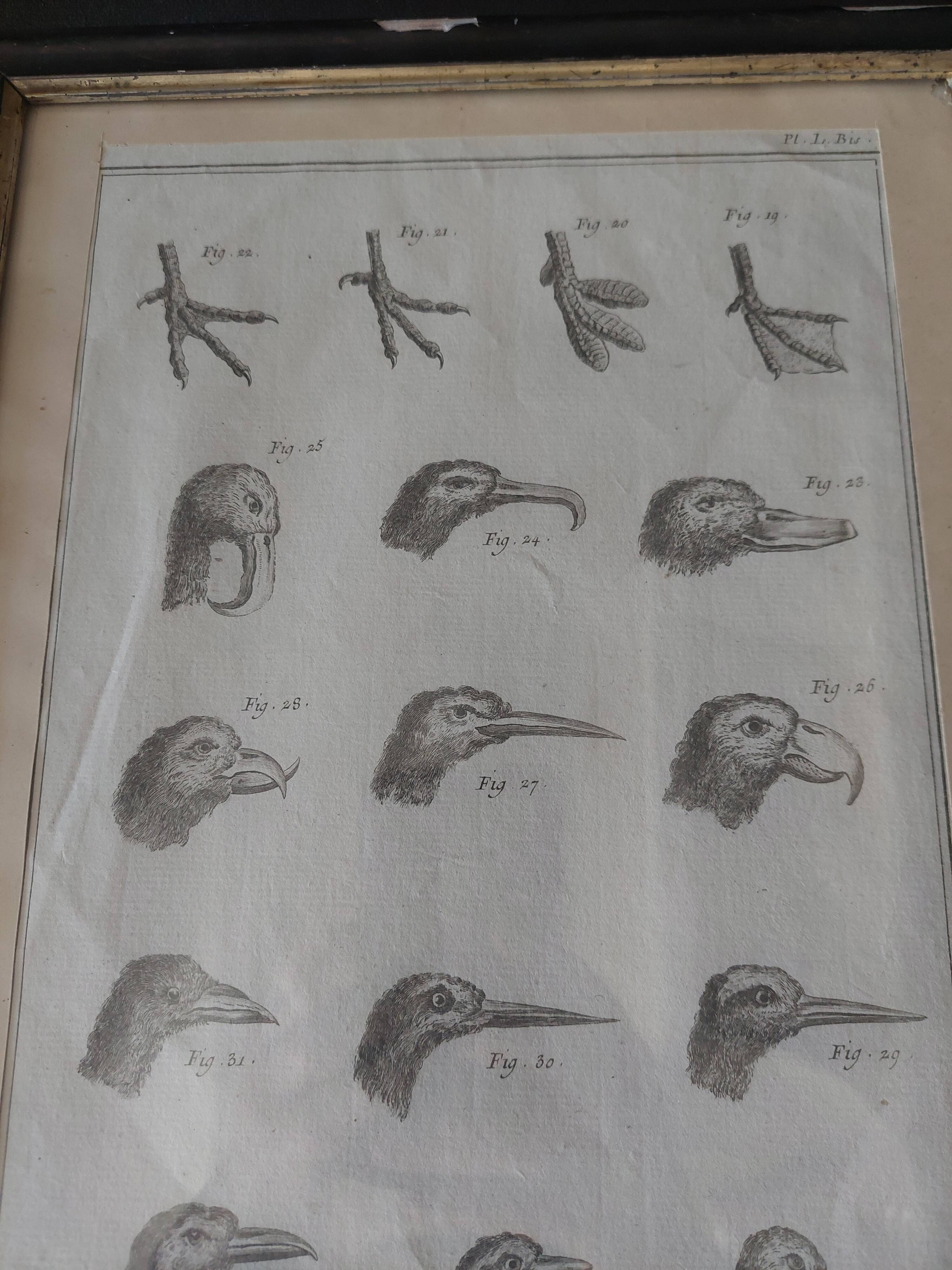 Animal engraving from the 18th century.