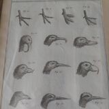 Animal engraving from the 18th century.