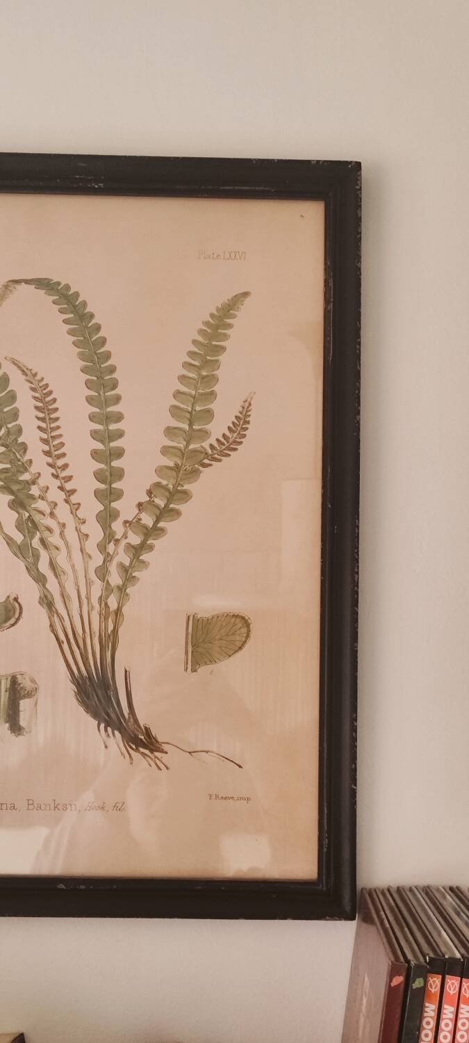 Framed herbarium illustration with a vintage effect.