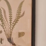 Framed herbarium illustration with a vintage effect.