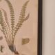 Framed herbarium illustration with a vintage effect.
