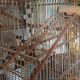 Cage artisanal en bois