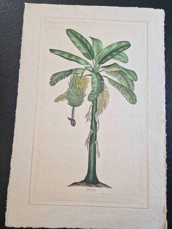 La Roche Laffitte (Born in 1943) - Watercolour drawing on silk - Banana tree