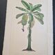 La Roche Laffitte (Born in 1943) - Watercolour drawing on silk - Banana tree