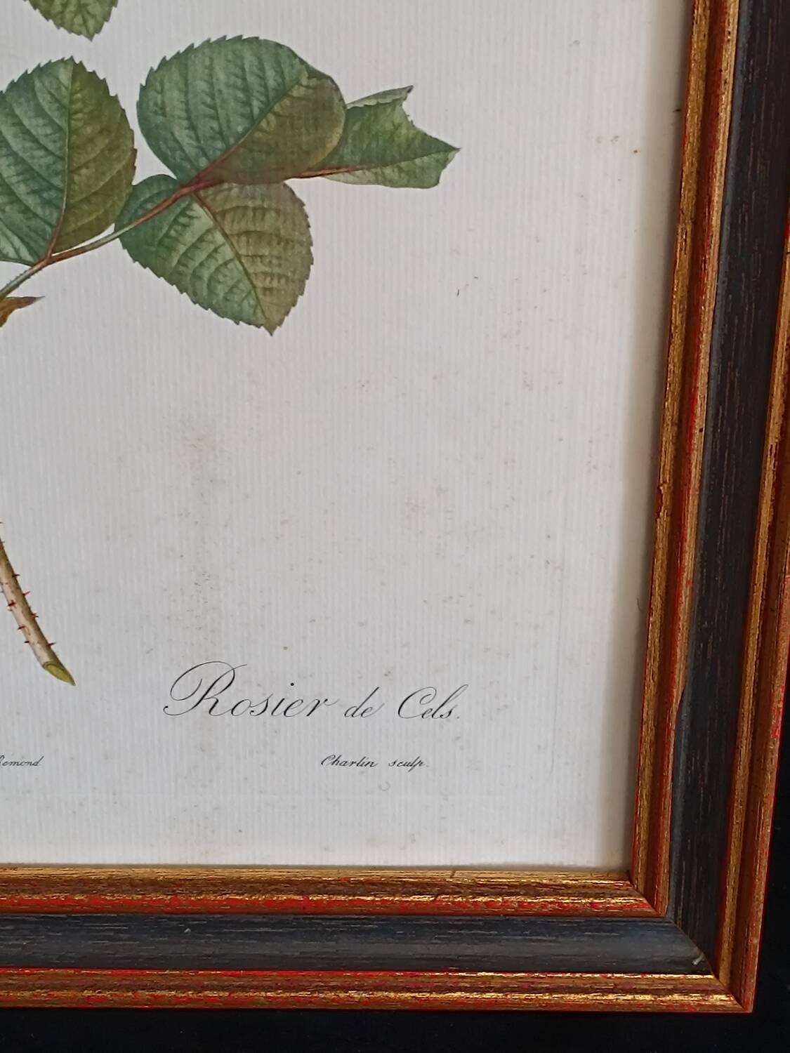 Botanical Rose Lithograph