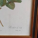 Botanical Rose Lithograph
