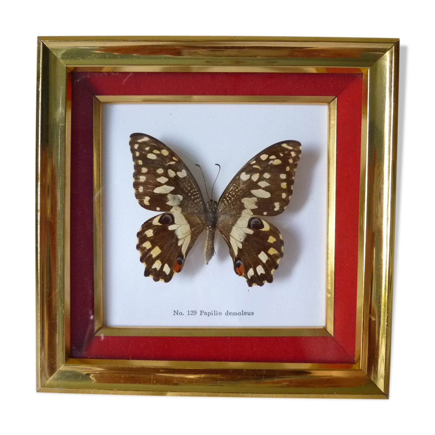 Butterfly under glass