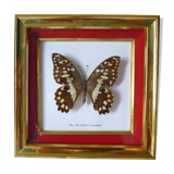 Butterfly under glass