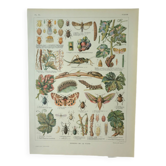Gravure ancienne 1922, Vigne, ennemis, insectes, raisin, vendange • Lithographie, Planche originale