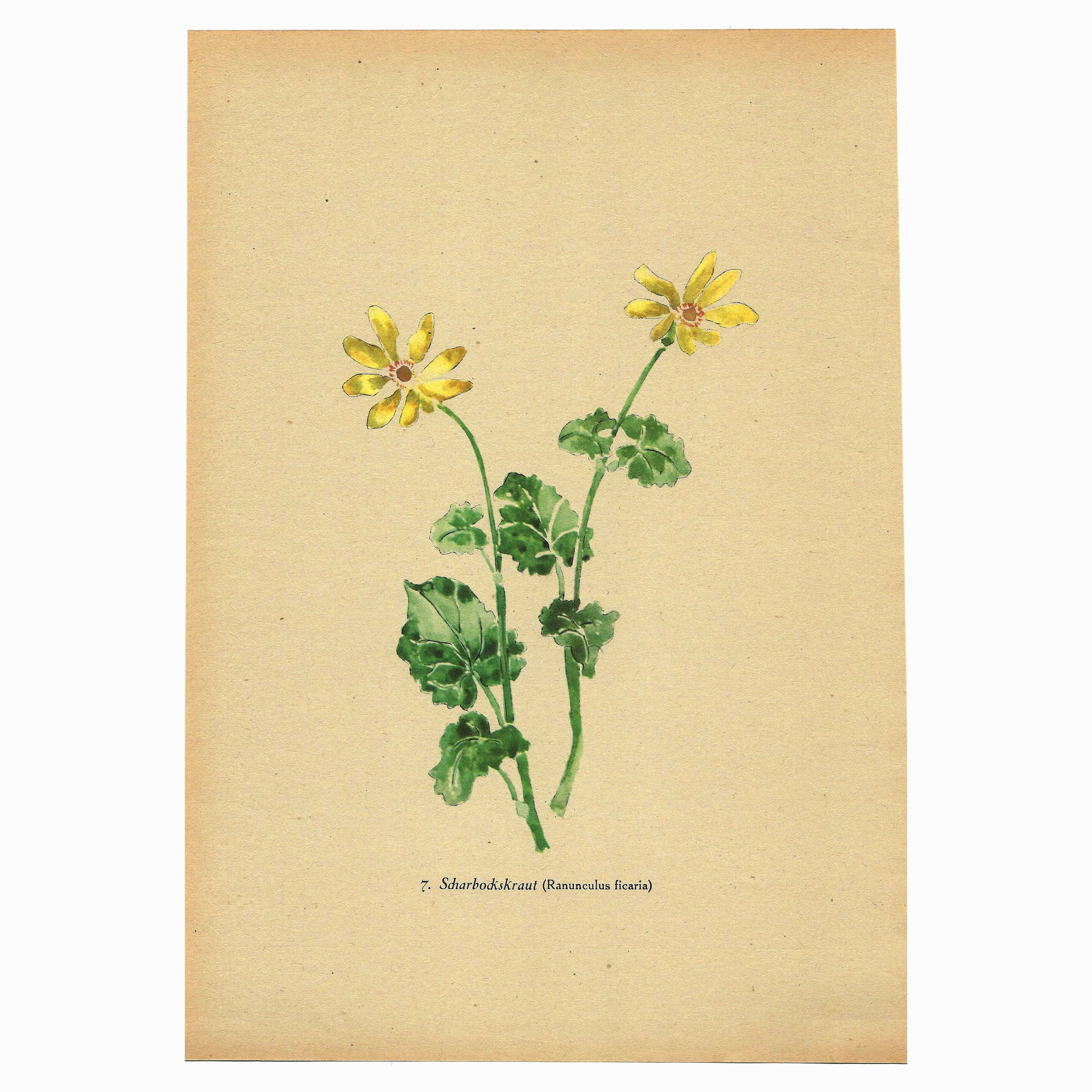 Vintage illustration from 1948. Meadow flowers by Strache -Lesser celandine-
