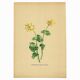 Vintage illustration from 1948. Meadow flowers by Strache -Lesser celandine-