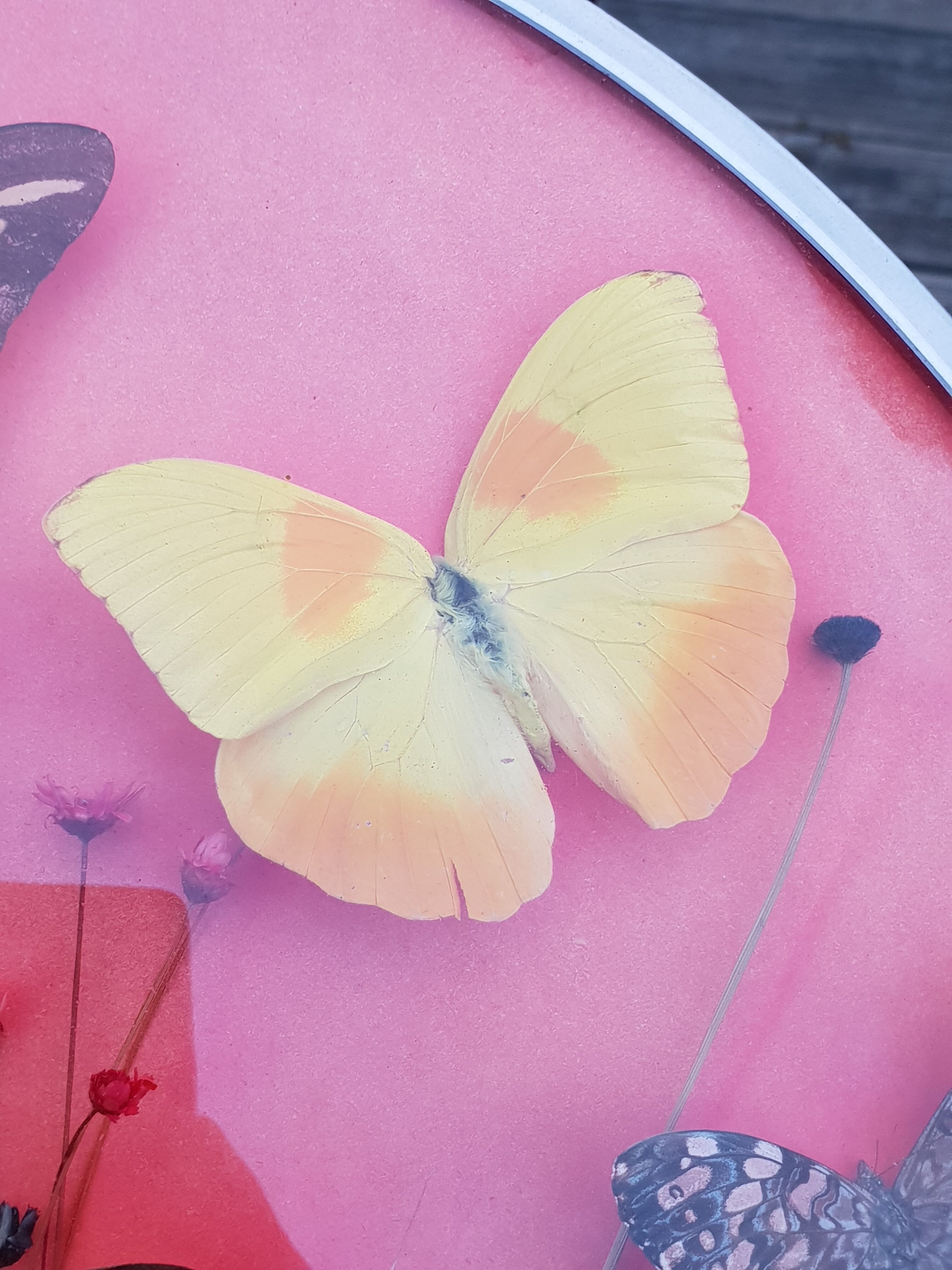 Round frame butterflies naturalized