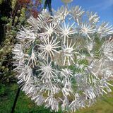 Dandelion pendant light