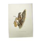 Old bird board 1960s - Garden Creeper - Ornithological illustration
