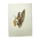 Old bird board 1960s - Garden Creeper - Ornithological illustration