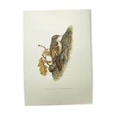Planche oiseaux 1960 - Grimpereau des Jardins - Illustration ornithologique
