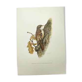 Old bird board 1960s - Garden Creeper - Ornithological illustration