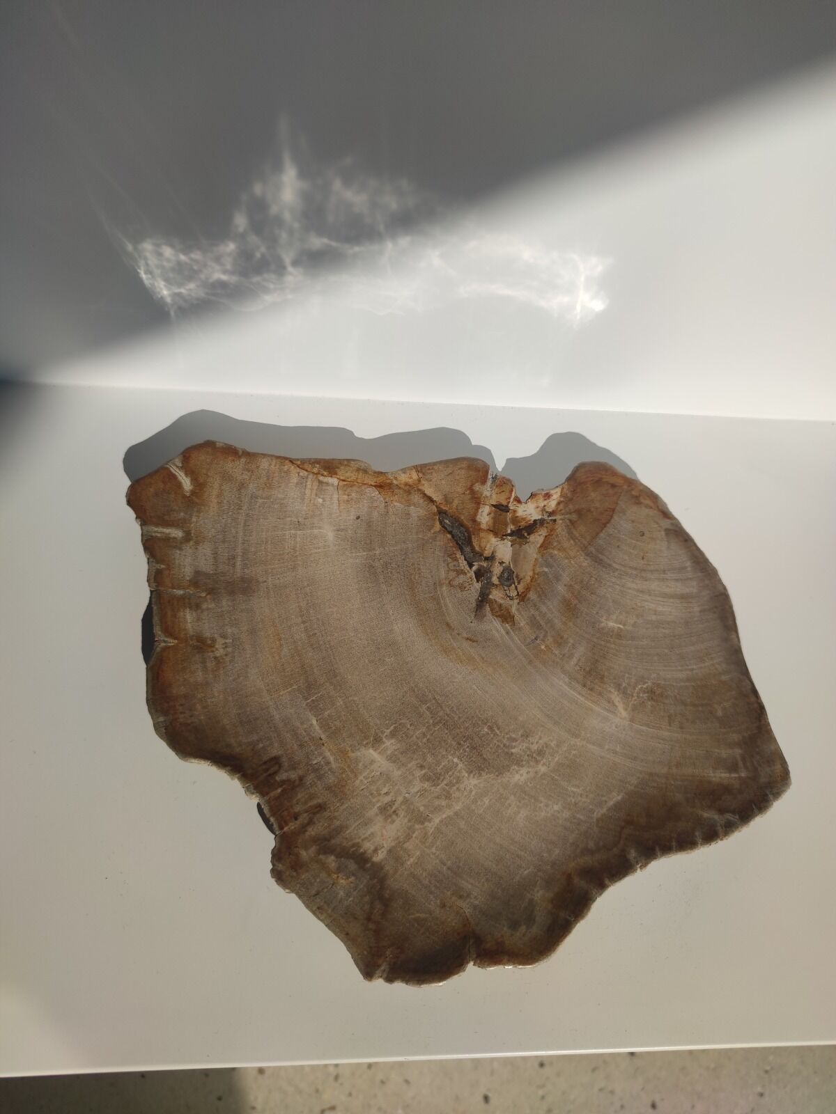 Large empty pocket or flat petrified wood - 30cm