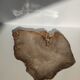 Large empty pocket or flat petrified wood - 30cm