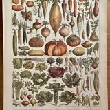 Lithograph on vegetables and vegetable plants - 1900