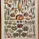 Lithograph on vegetables and vegetable plants - 1900