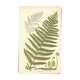 Antique botanical engraving, 1889 - Common fern by A. Pratt