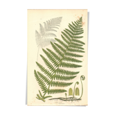 Gravure ancienne botanique 1889 - Fougère commune par A. Pratt