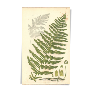 Antique botanical engraving, 1889 - Common fern by A. Pratt