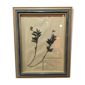 Herbier 1911