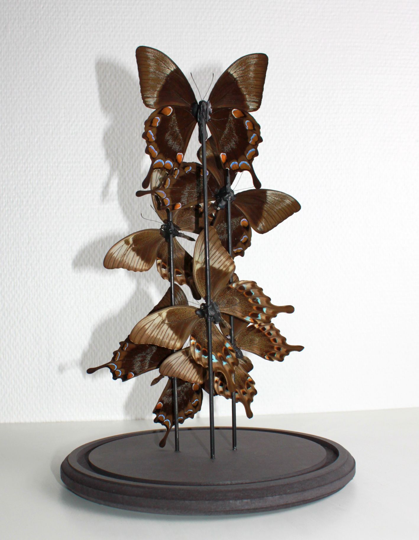 Flight of butterflies under globe