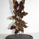 Flight of butterflies under globe