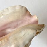 Large conch shell, giant conch