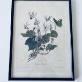 Ancient lithograph framed flower and butterfly