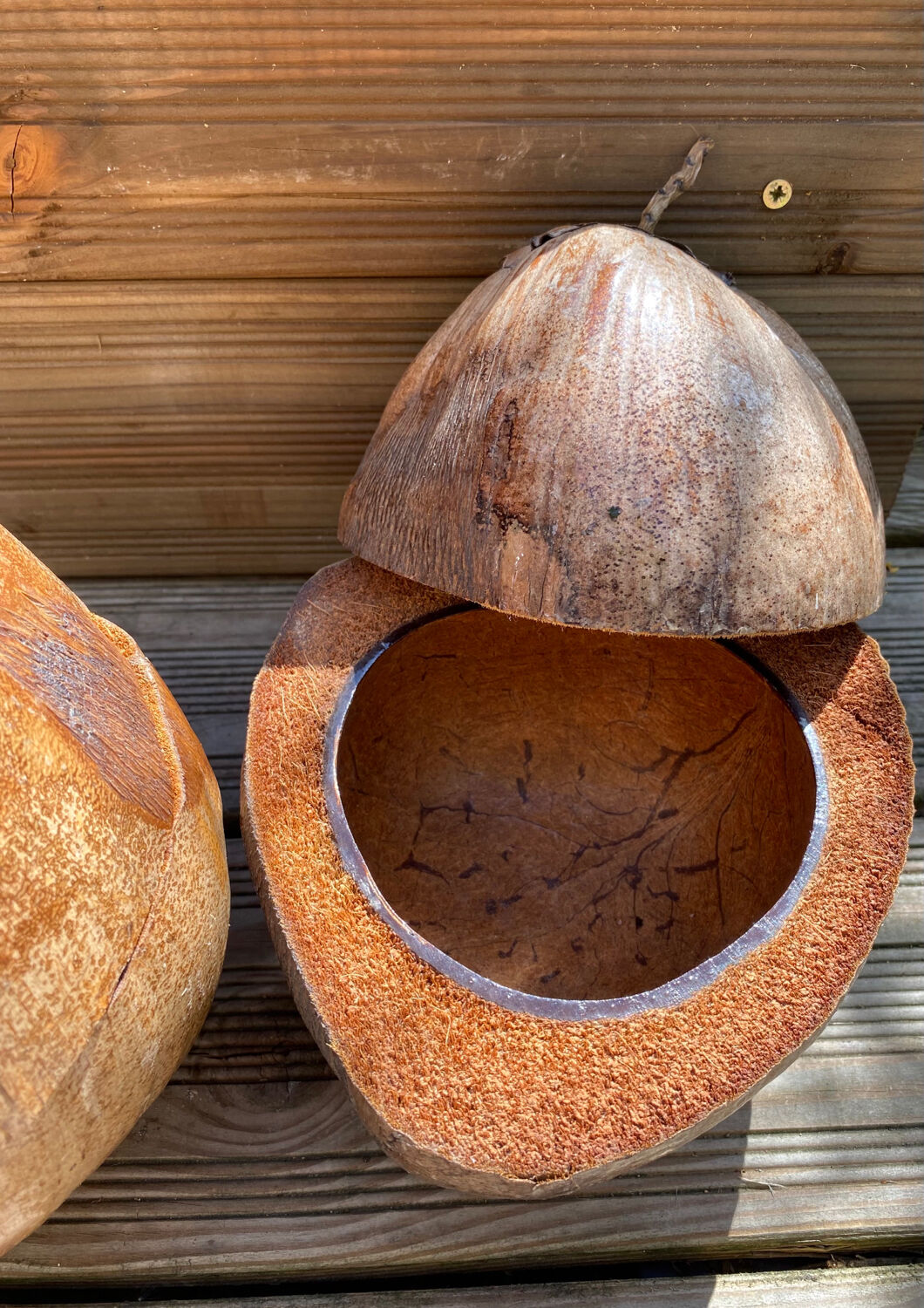 Pair of coconut ice buckets