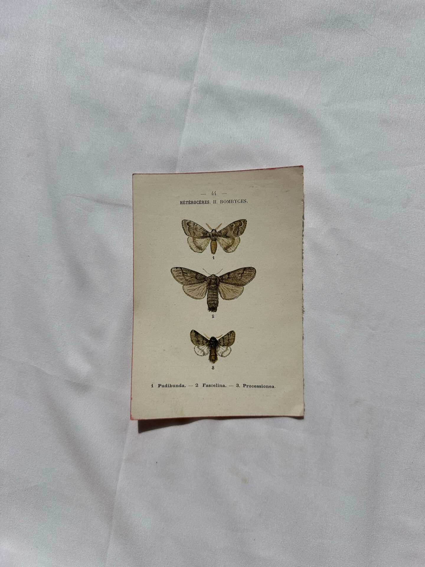Botanical Plate 1800 Old naturalist engraving 19th century double-sided