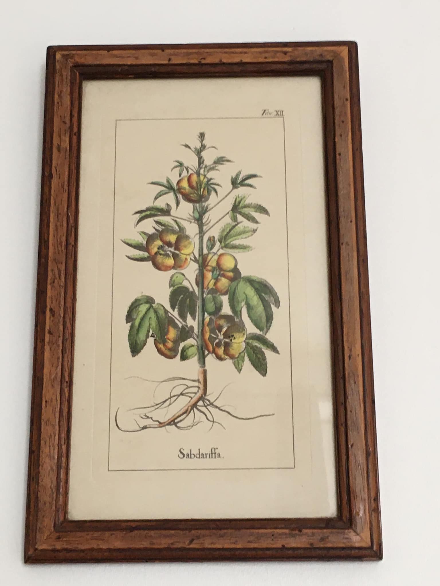 Botanical illustration "Sabdariffa", antique print in wooden frame