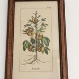 Illustration botanique "Sabdariffa", gravure ancienne dans cadre en bois