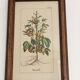 Botanical illustration "Sabdariffa", antique print in wooden frame